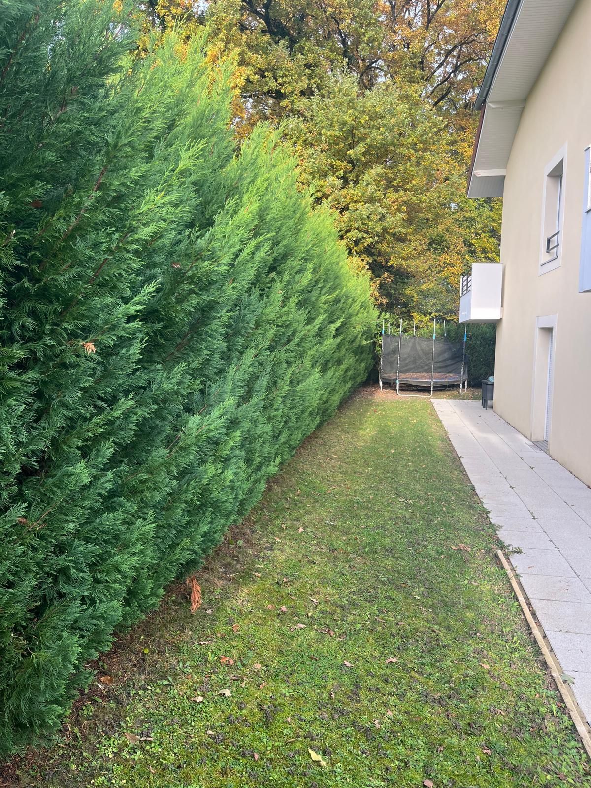 Haie de cyprès touffue et désordonnée le long d'une maison avant taille