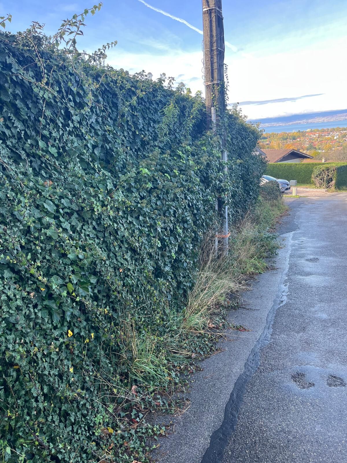 Haie de lierre envahissante débordant sur la route avant taille en Haute-Savoie