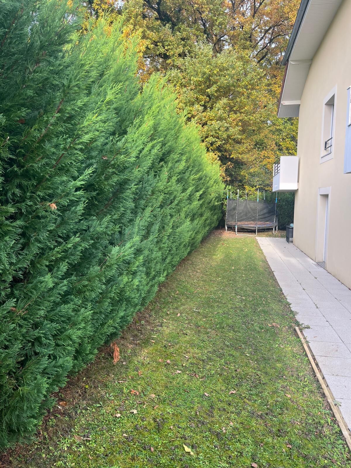 Haie de cyprès de Leyland haute et large avant taille le long d'une maison