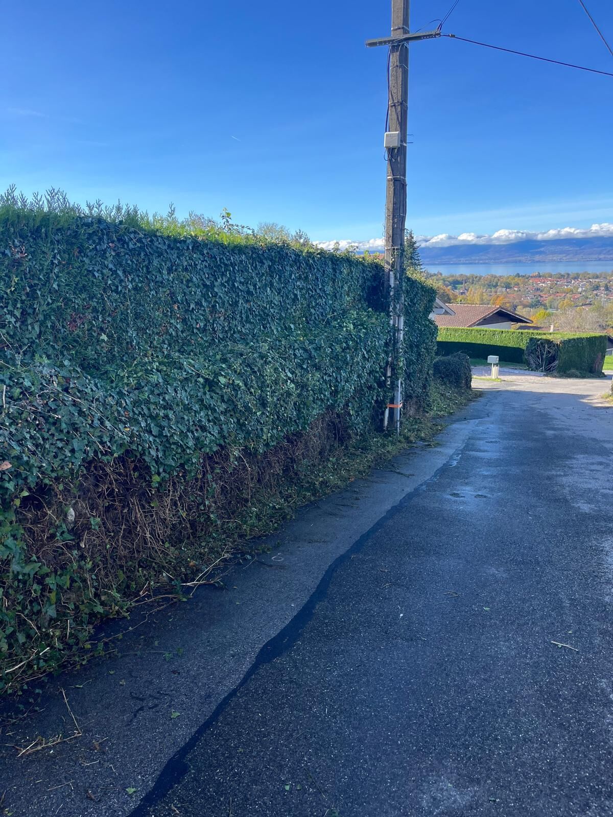 Même haie de lierre taillée nette le long de la route après intervention