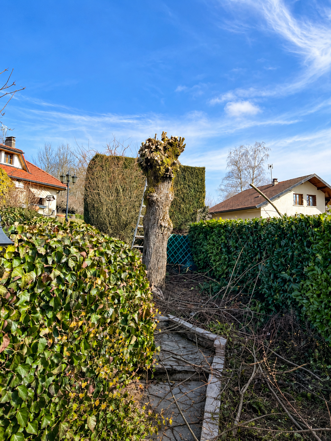 Arbre étêté près d'une maison avec branches coupées au sol